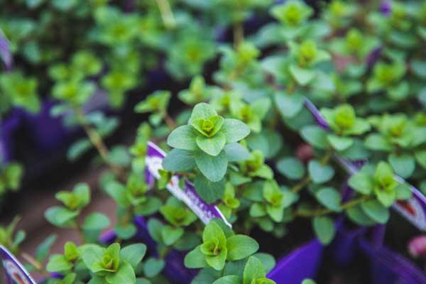 Oregano 'Kent Beauty' 3.5 Inch