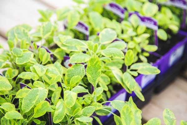 Sage 'Golden Variegated' 3.5 Inch