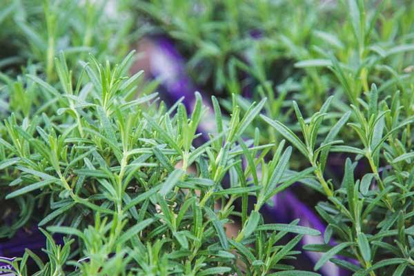 Rosemary 'Gorizia' 3.5 Inch