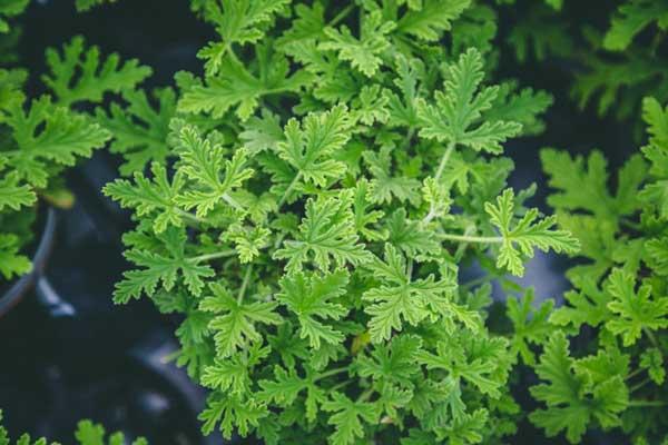 Citronella Geranium Quart