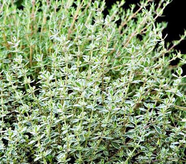 Thyme 'Hi Ho Silver' 3.5 Inch