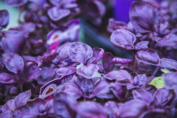 Basil 'Amethyst' 3.5 Inch