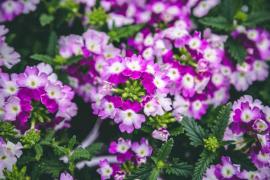 Verbena Superbena&reg; Sparkling&reg; Amethyst Quart