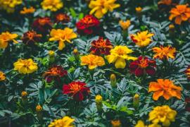 Marigold Durango&reg; Mix Cell Pack