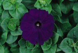 Petunia Madness&reg; Midnight Cell Pack