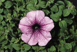 Petunia Madness&reg; Orchid Cell Pack