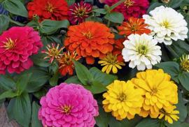 Zinnia Magellan&trade; Mix Cell Pack